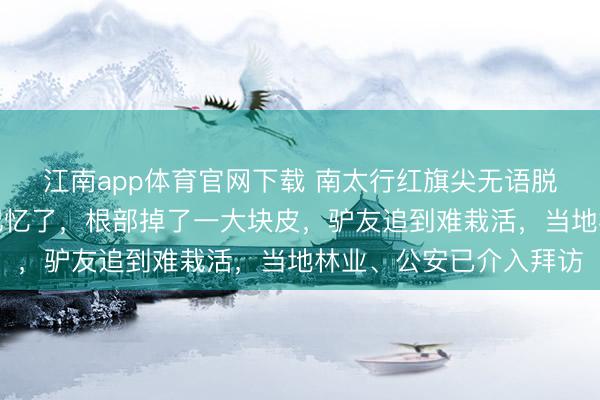 江南app体育官网下载 南太行红旗尖无语脱色的小松树被暗暗还记忆了，根部掉了一大块皮，驴友追到难栽活，当地林业、公安已介入拜访